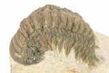 Detailed Crotalocephalina Trilobite - Atchana, Morocco #273870-2